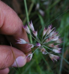 Wild Onion