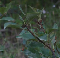 Hawthorn