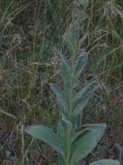 Mullein