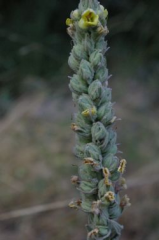 Mullein Flower