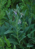 Comfrey