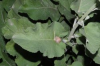 Burdock