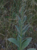 Mullein